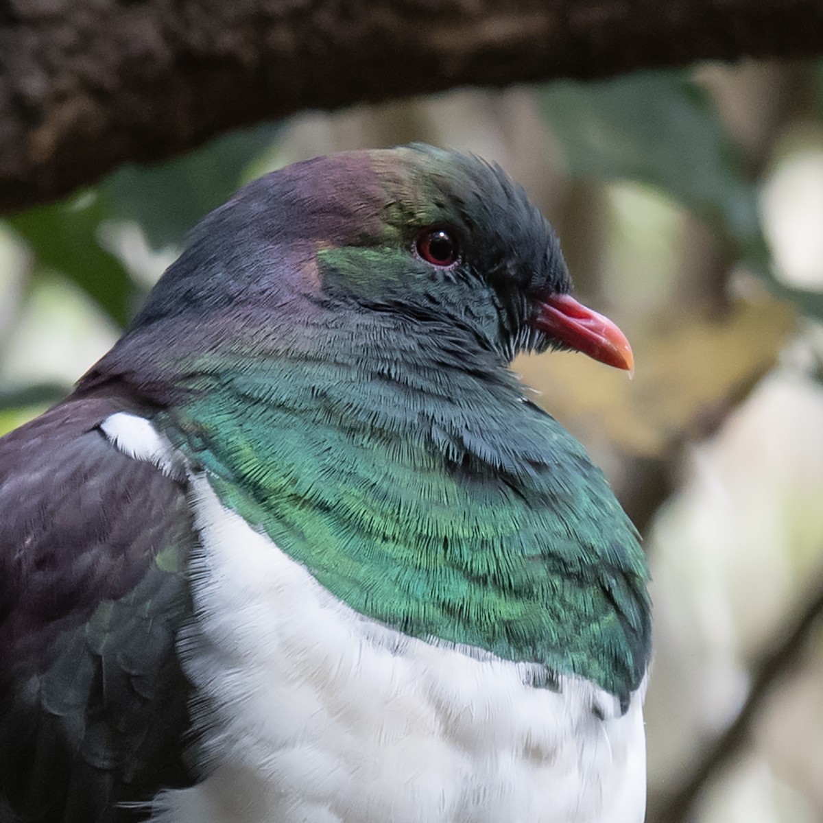 New Zealand Pigeon - ML645480940
