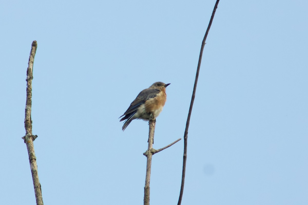 Eastern Bluebird - ML645480946
