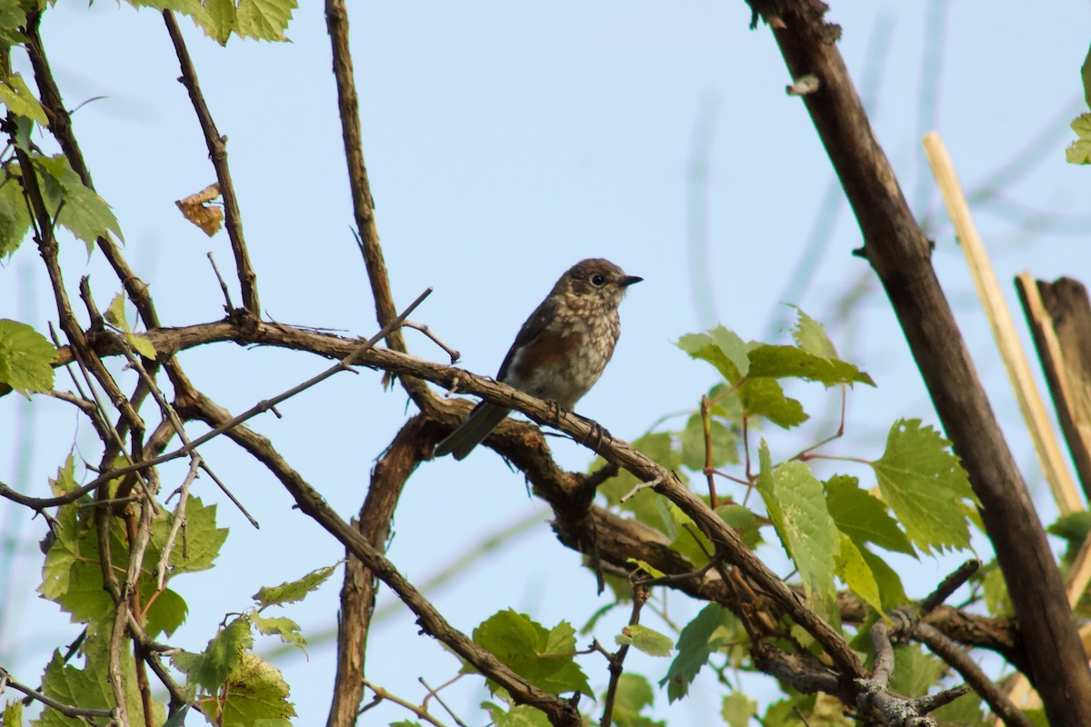 Eastern Bluebird - ML645480947