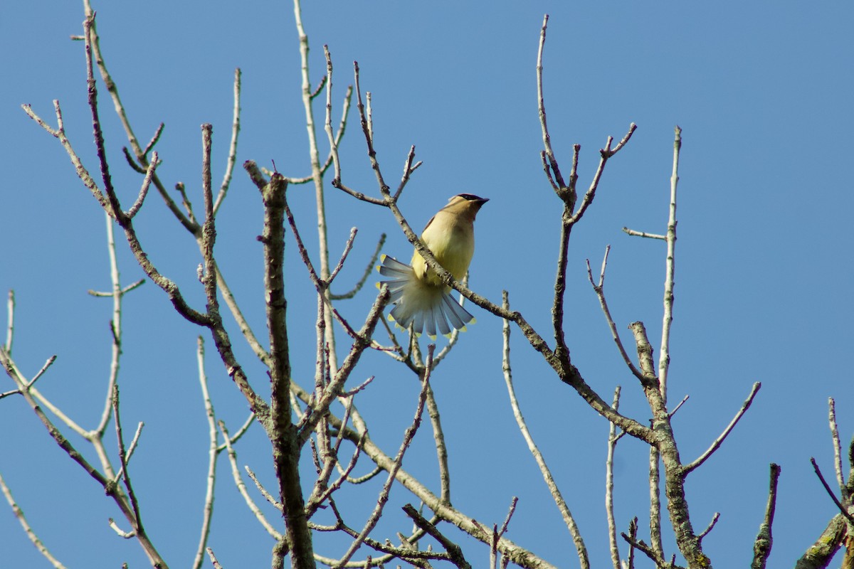 Cedar Waxwing - ML645480955