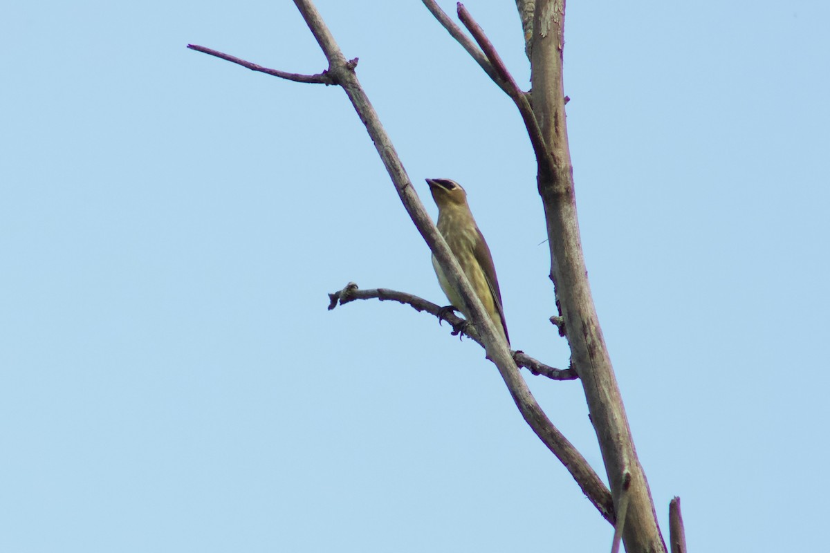 Cedar Waxwing - ML645480956
