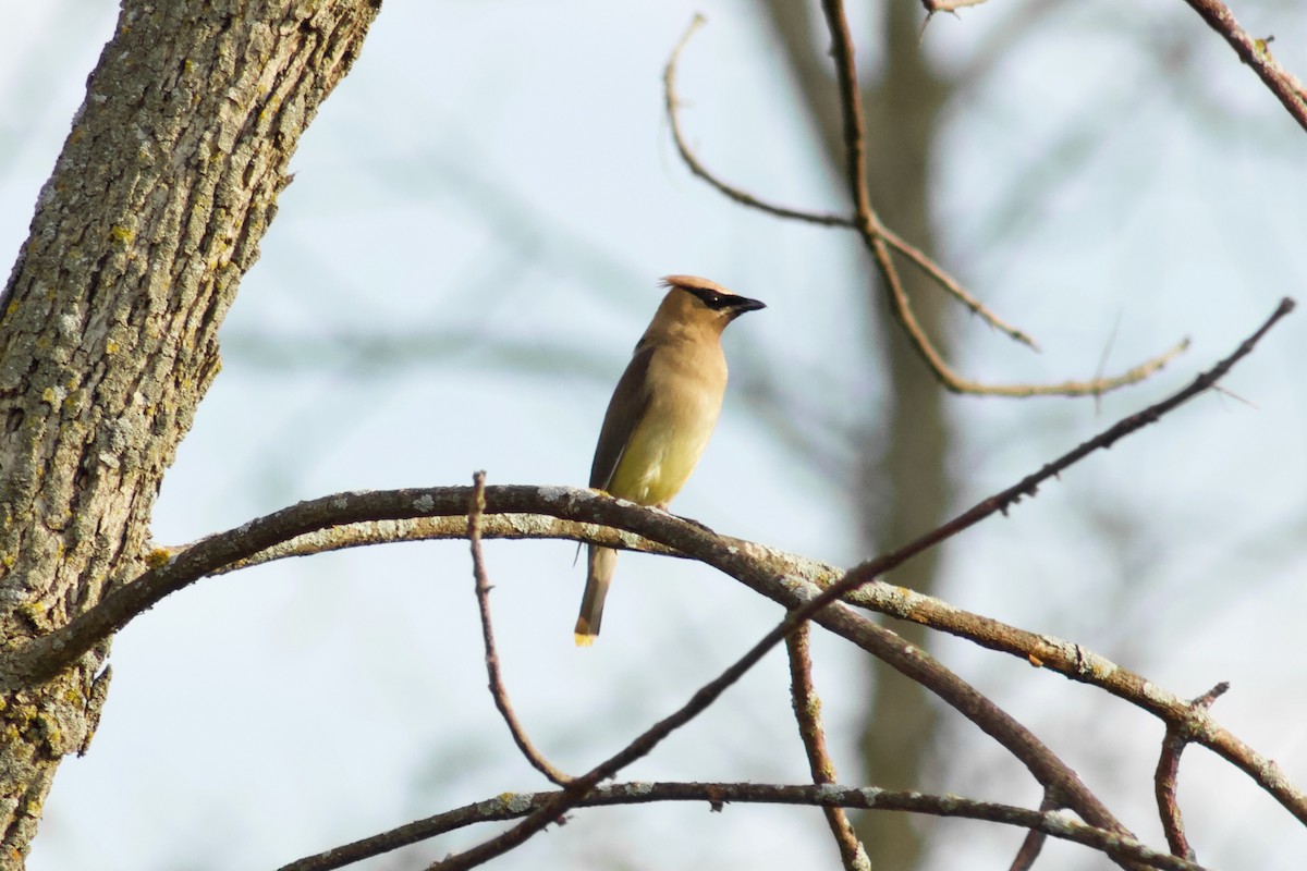 Cedar Waxwing - ML645480957