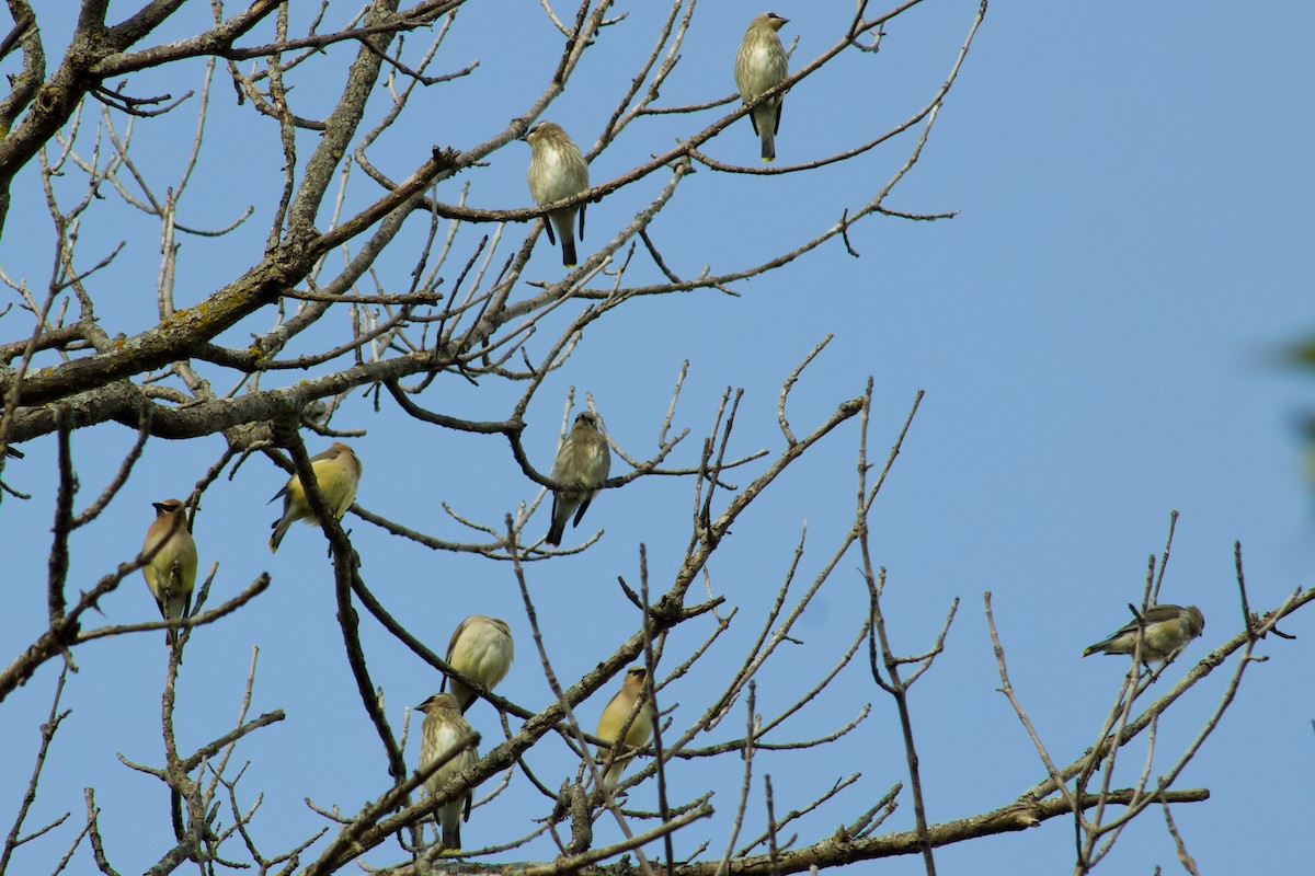 Cedar Waxwing - ML645480958