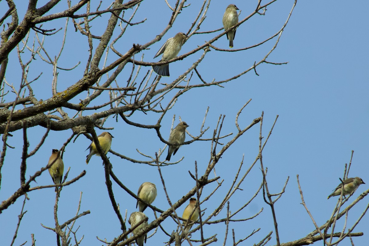 Cedar Waxwing - ML645480959
