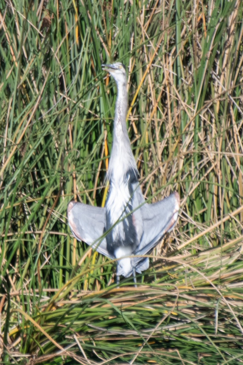 Grand Héron - ML645480960