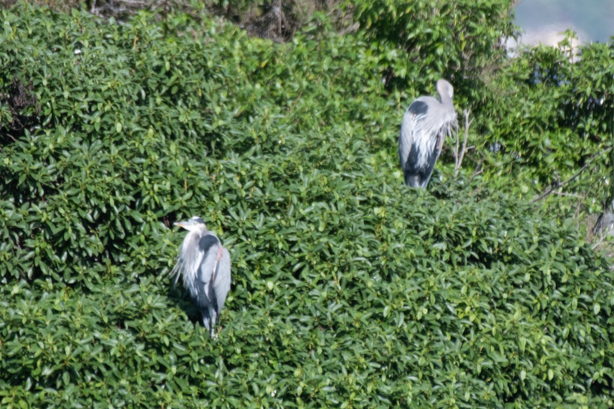 Grand Héron - ML645480961