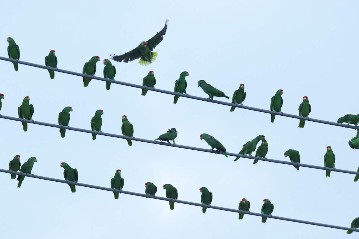 Red-crowned Amazon - ML645480963