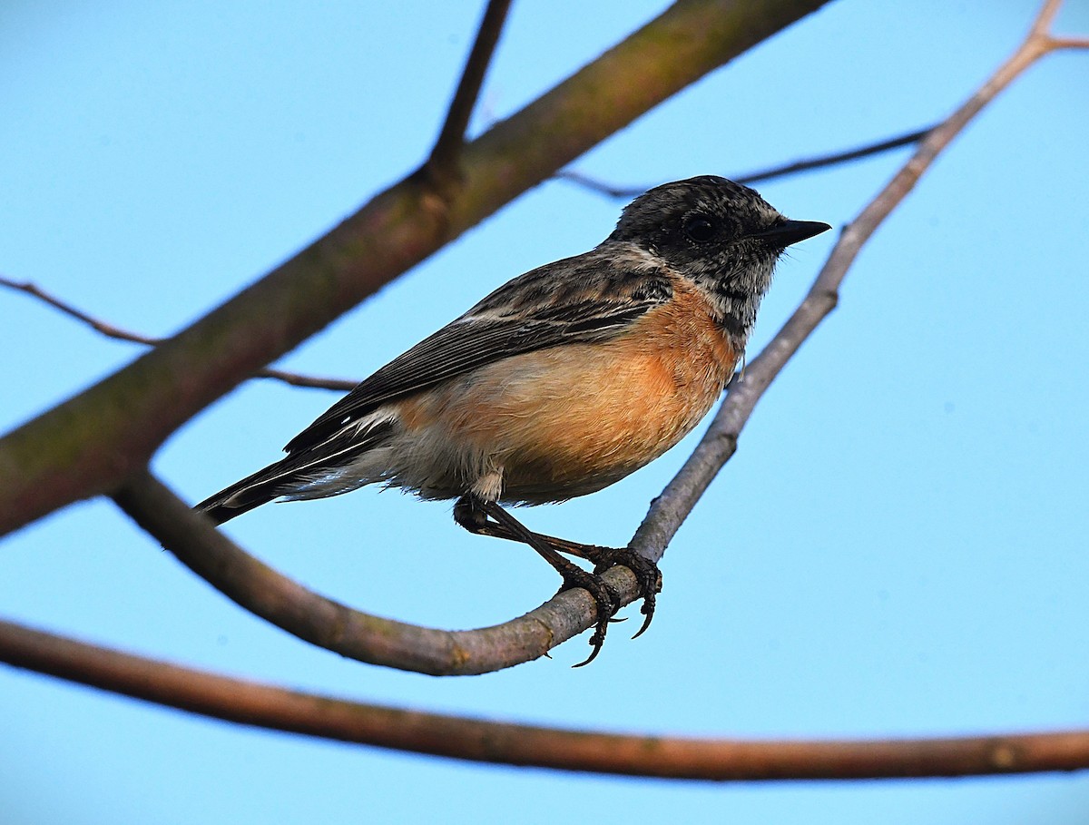 Siberian Stonechat - ML645480965