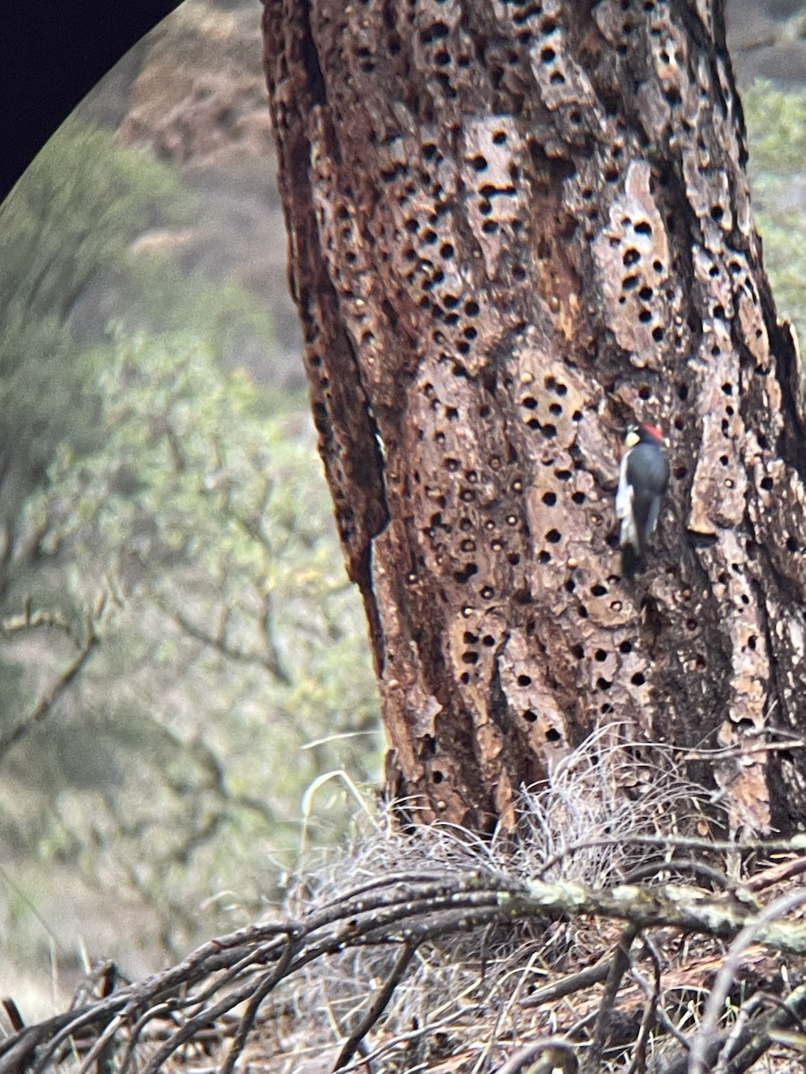 Acorn Woodpecker - ML645480966