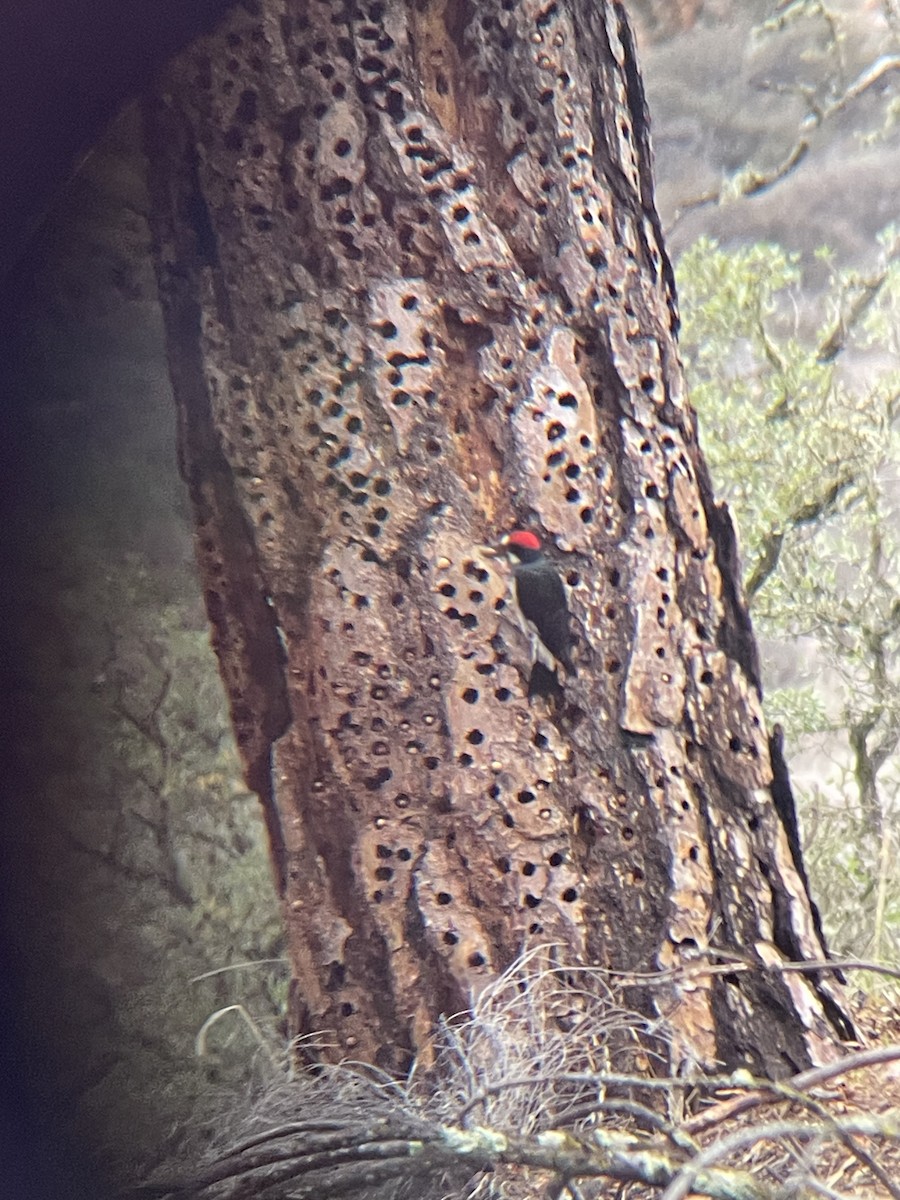 Acorn Woodpecker - ML645480967