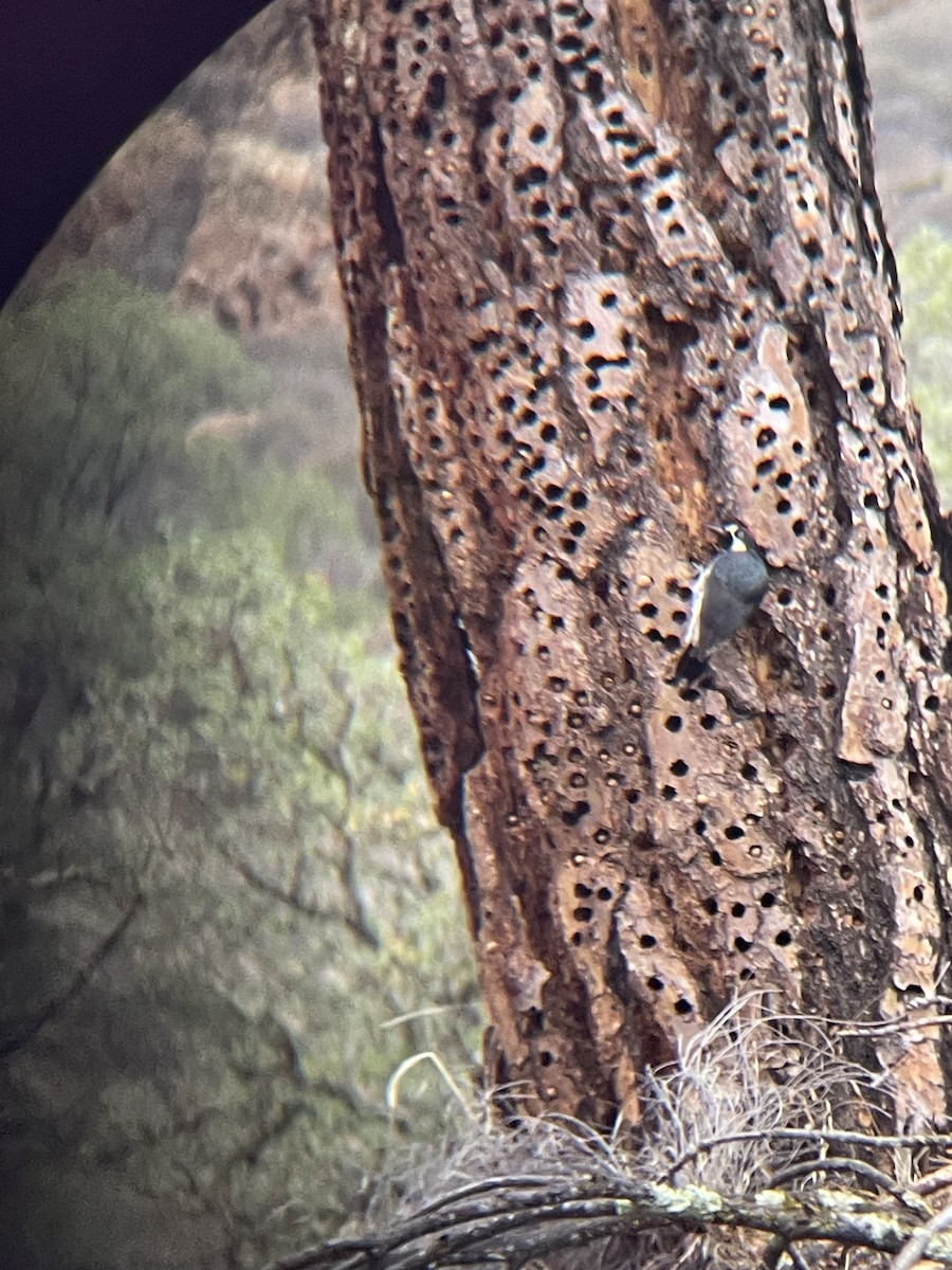 Acorn Woodpecker - ML645480968