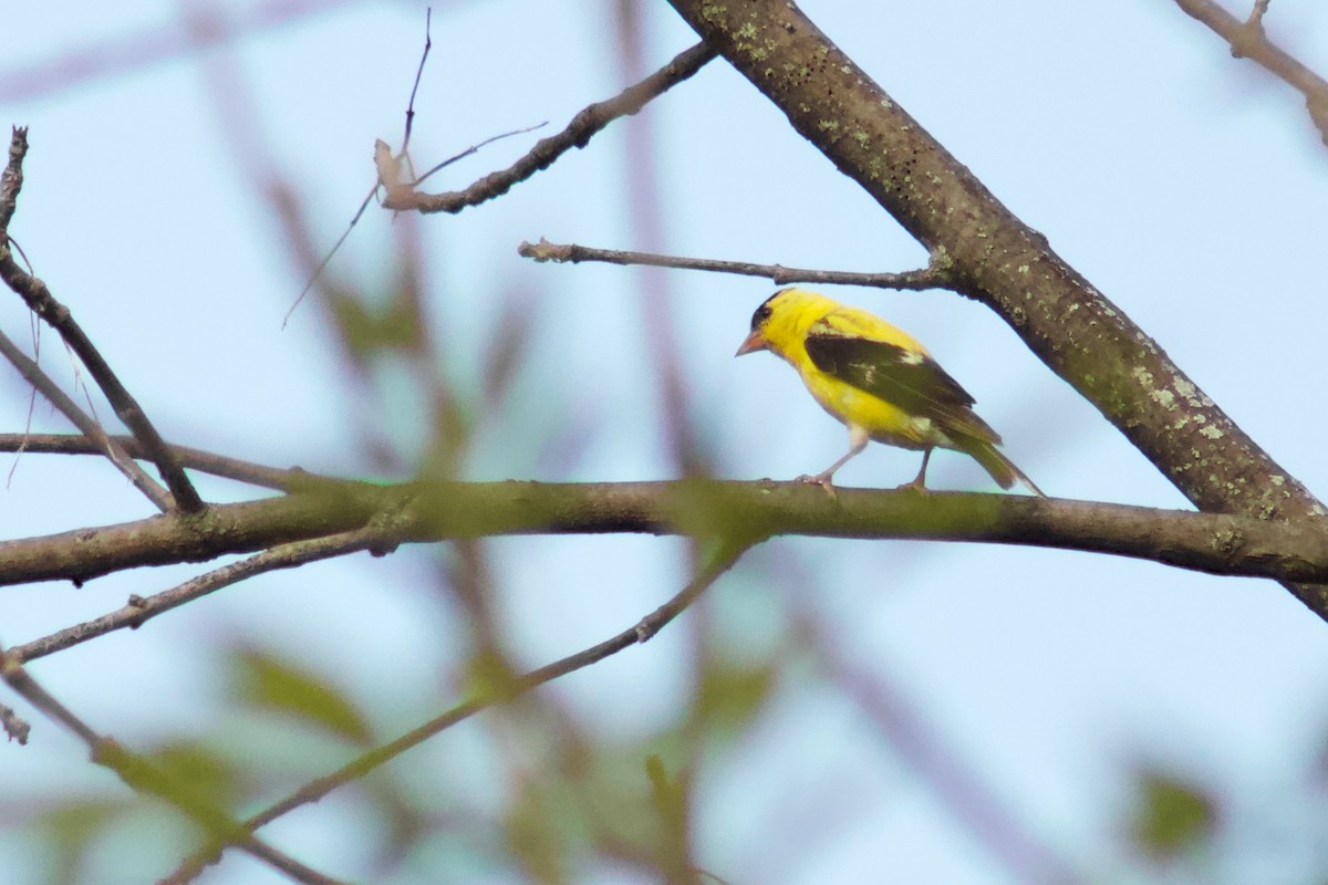 American Goldfinch - ML645480970