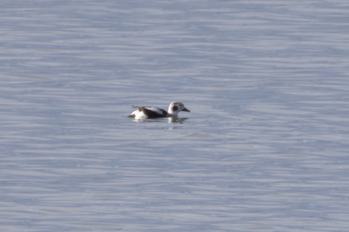 Moretta codona - ML645480975