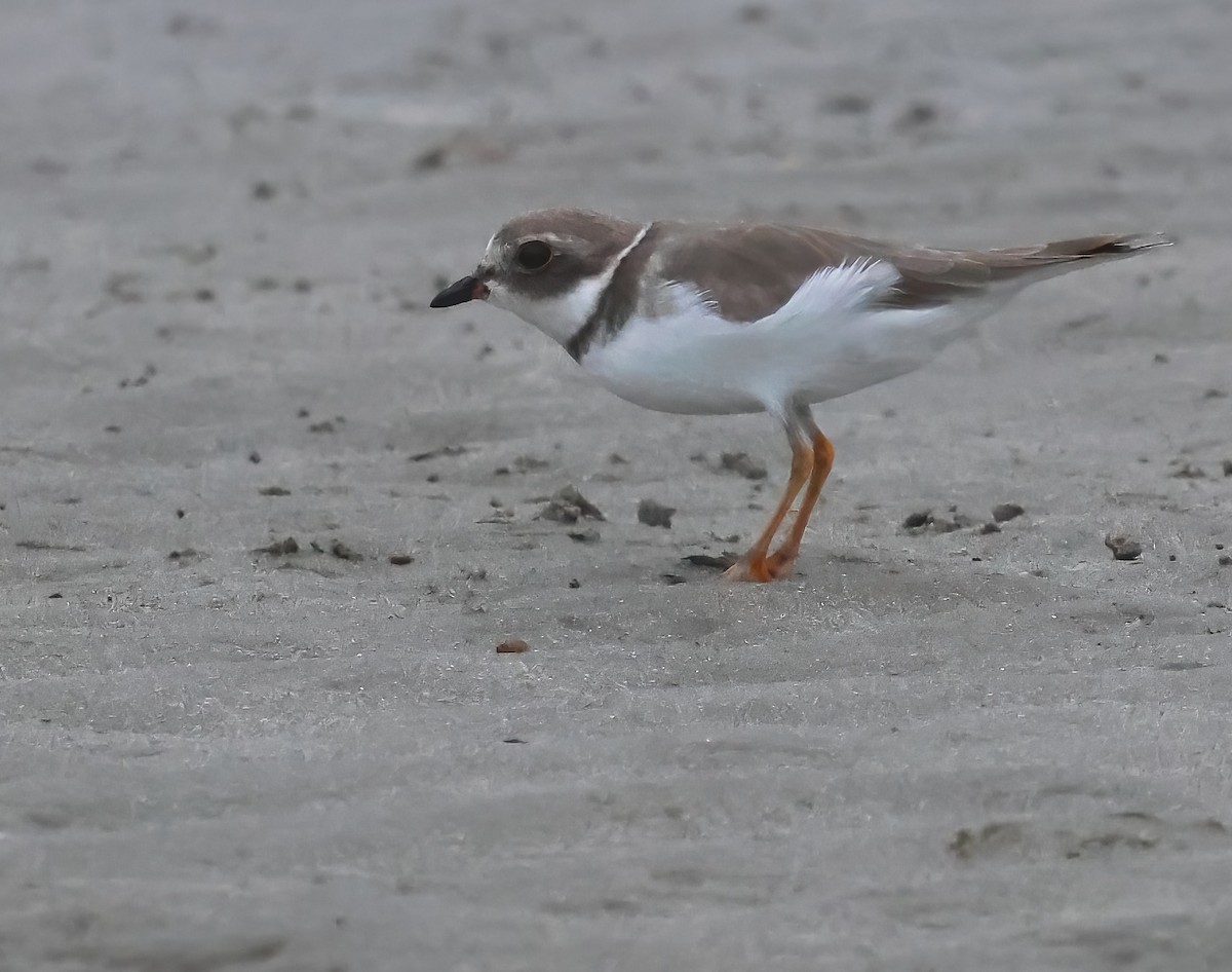 Semipalmated Plover - ML645480985