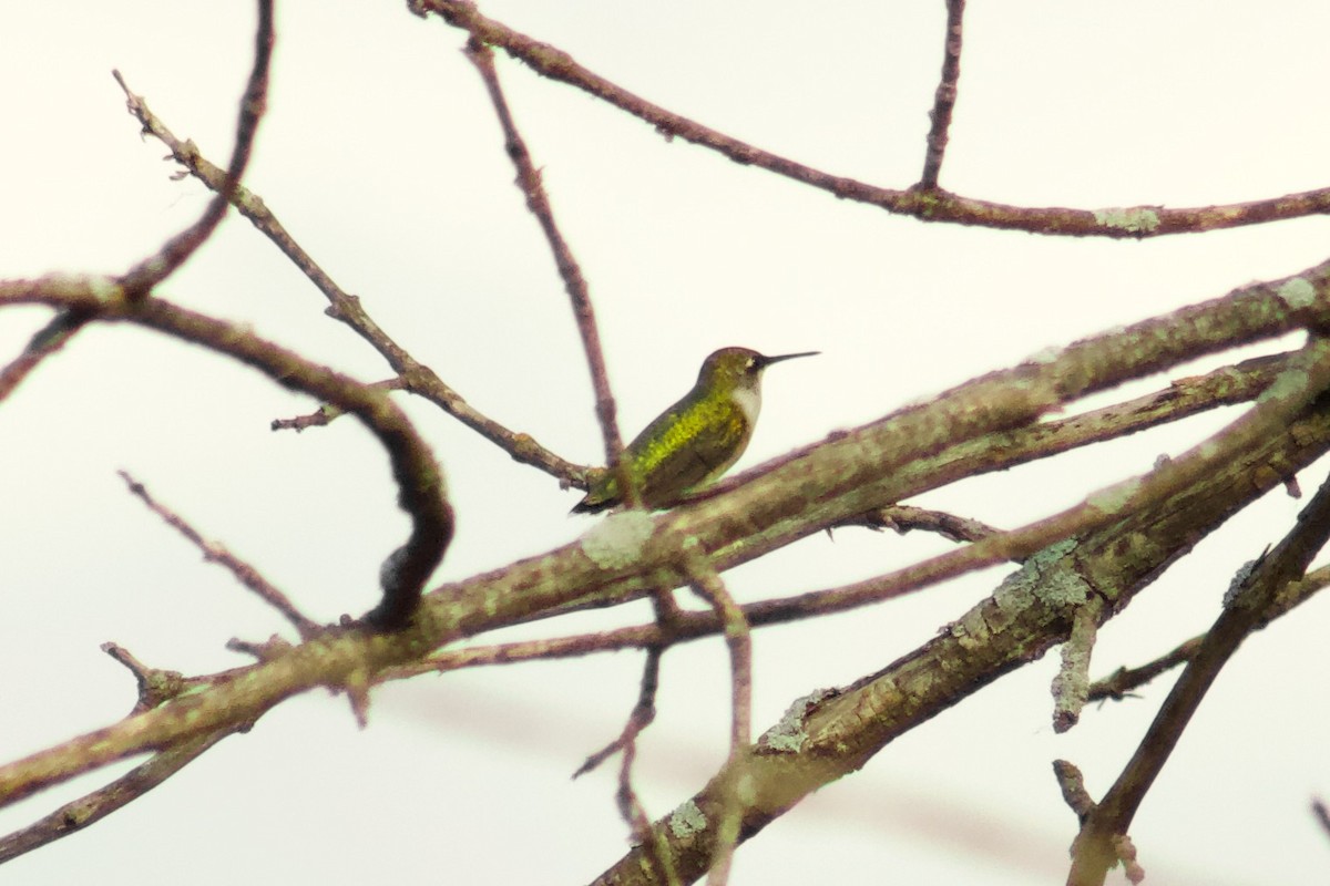 Ruby-throated Hummingbird - ML645480990