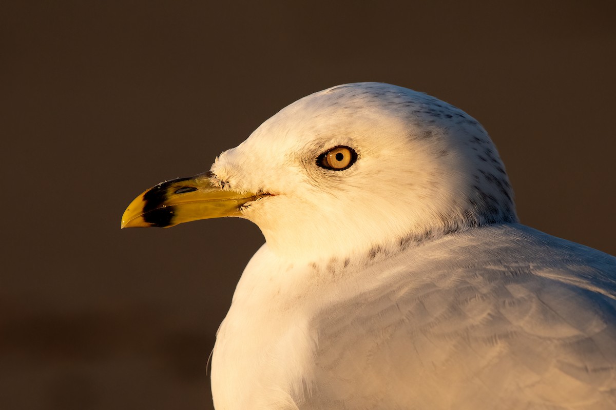 Ring-billed Gull - ML645480992