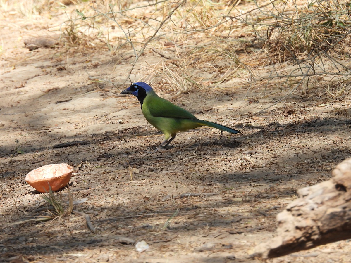 Geai vert - ML645480994