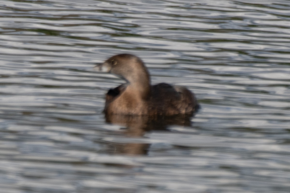 Pied-billed Grebe - ML645480996