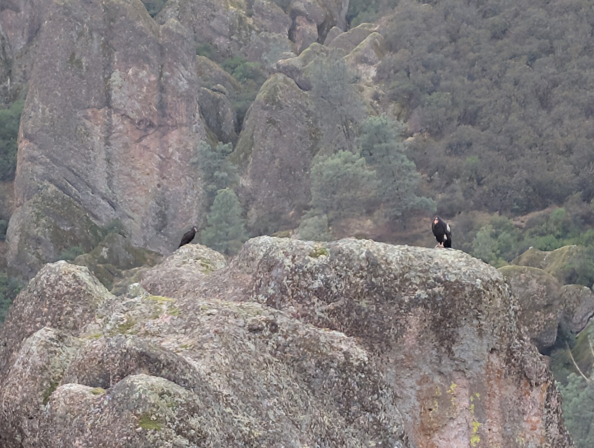 California Condor - ML645480999