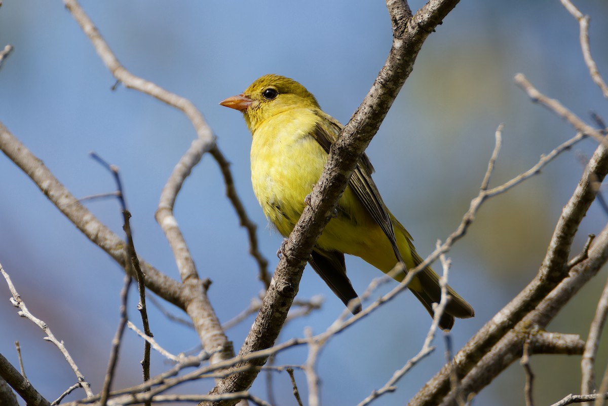 Scarlet Tanager - ML645481000