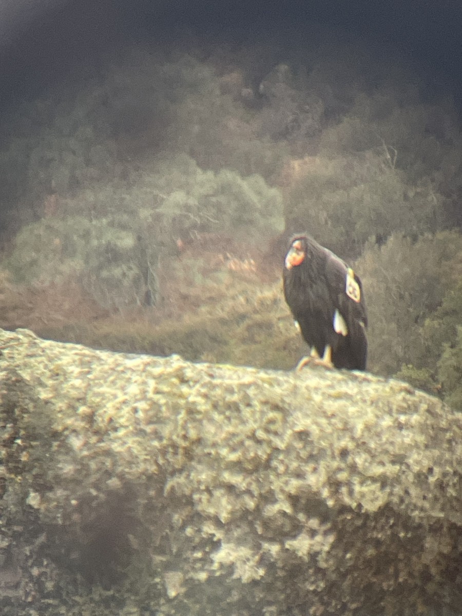 California Condor - ML645481005