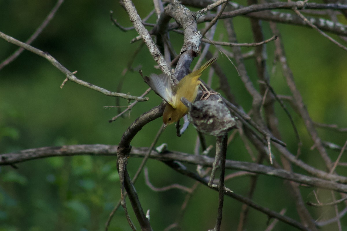Common Yellowthroat - ML645481006
