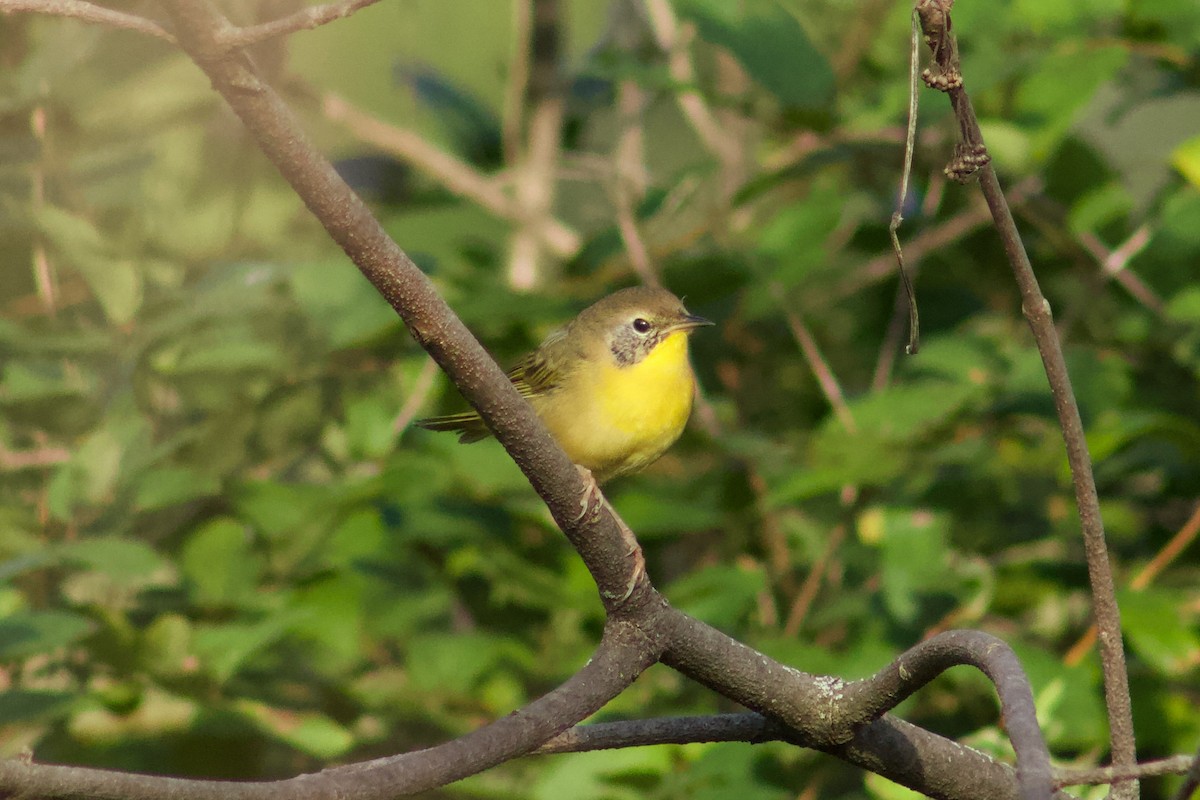 Common Yellowthroat - ML645481007