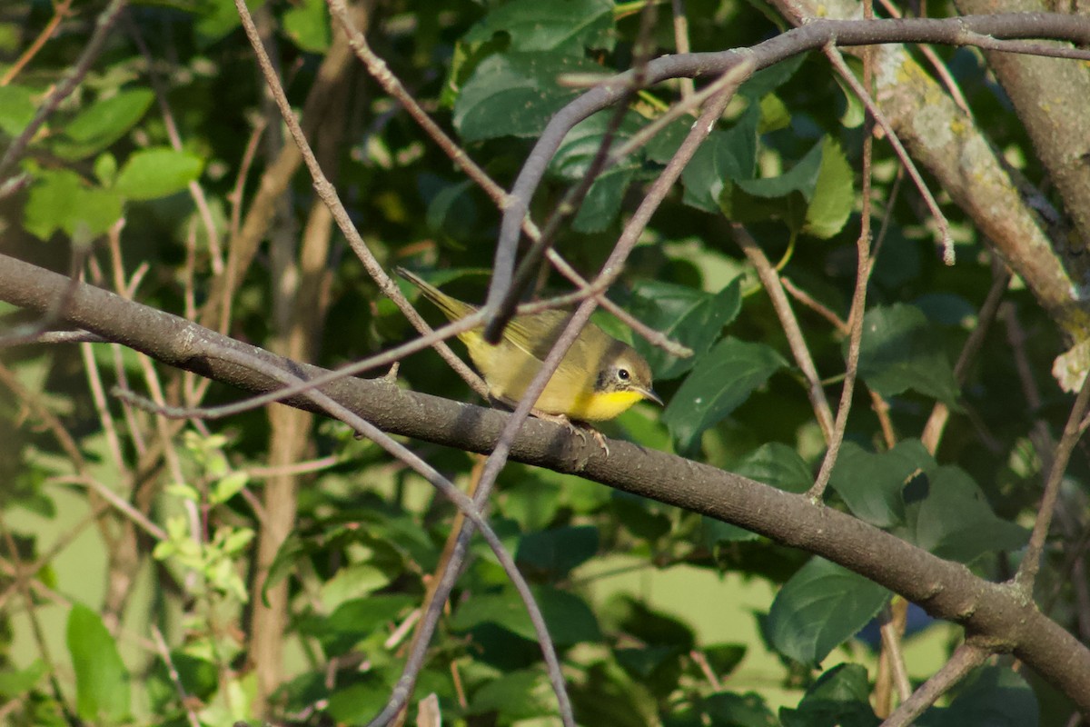 Common Yellowthroat - ML645481008
