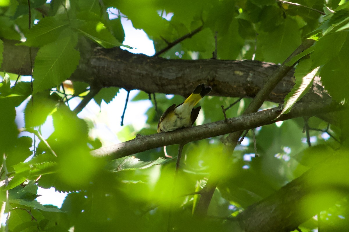 Горихвостковая древесница - ML645481011