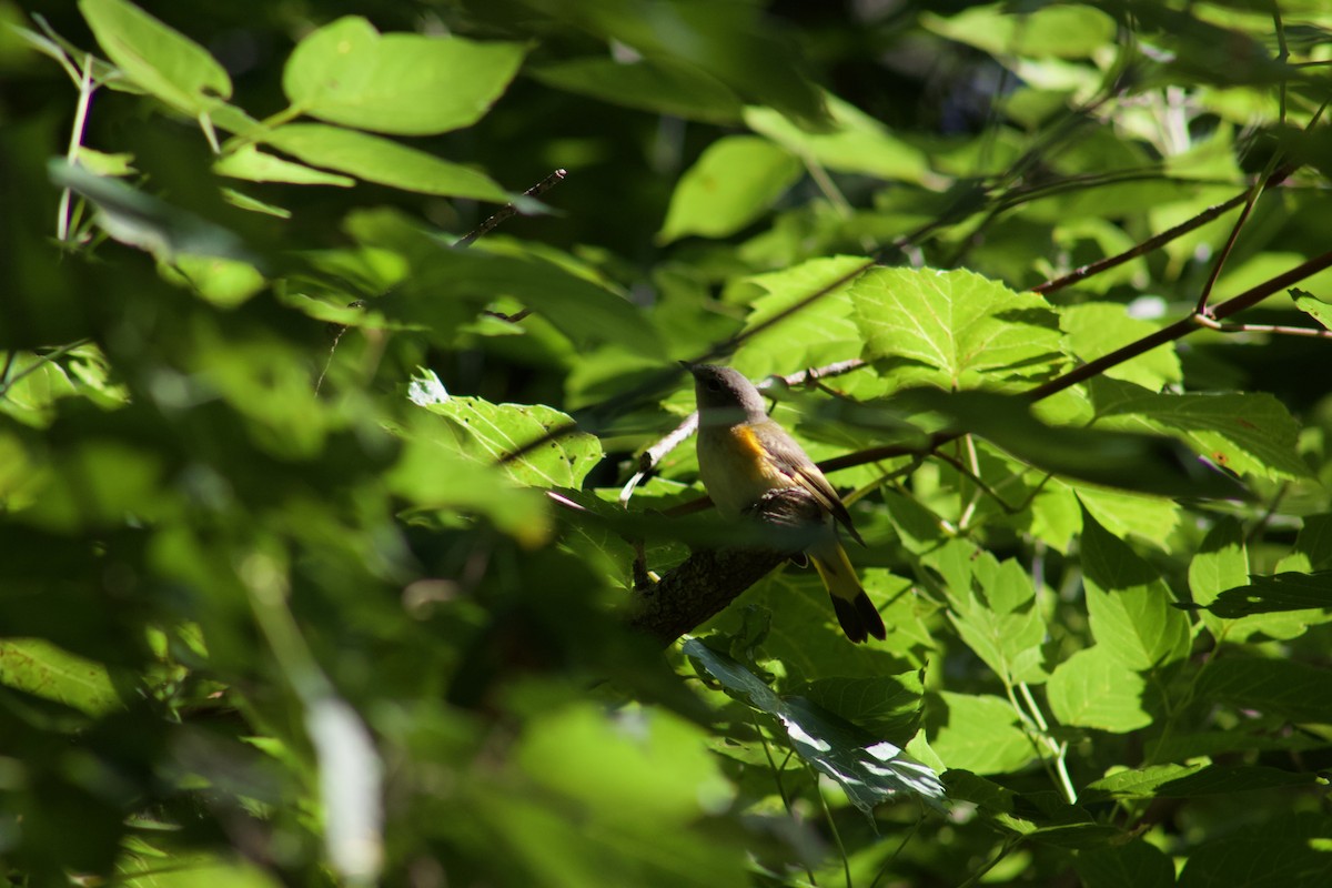 Горихвостковая древесница - ML645481012