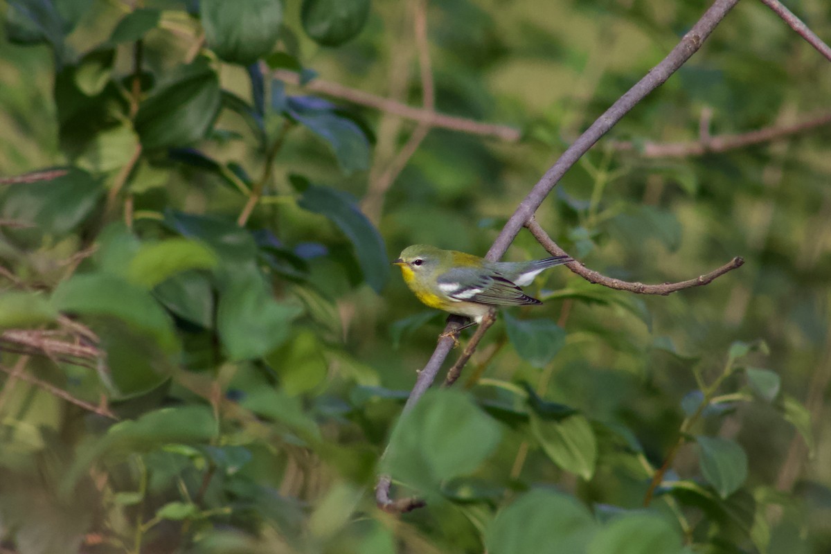 Northern Parula - ML645481020