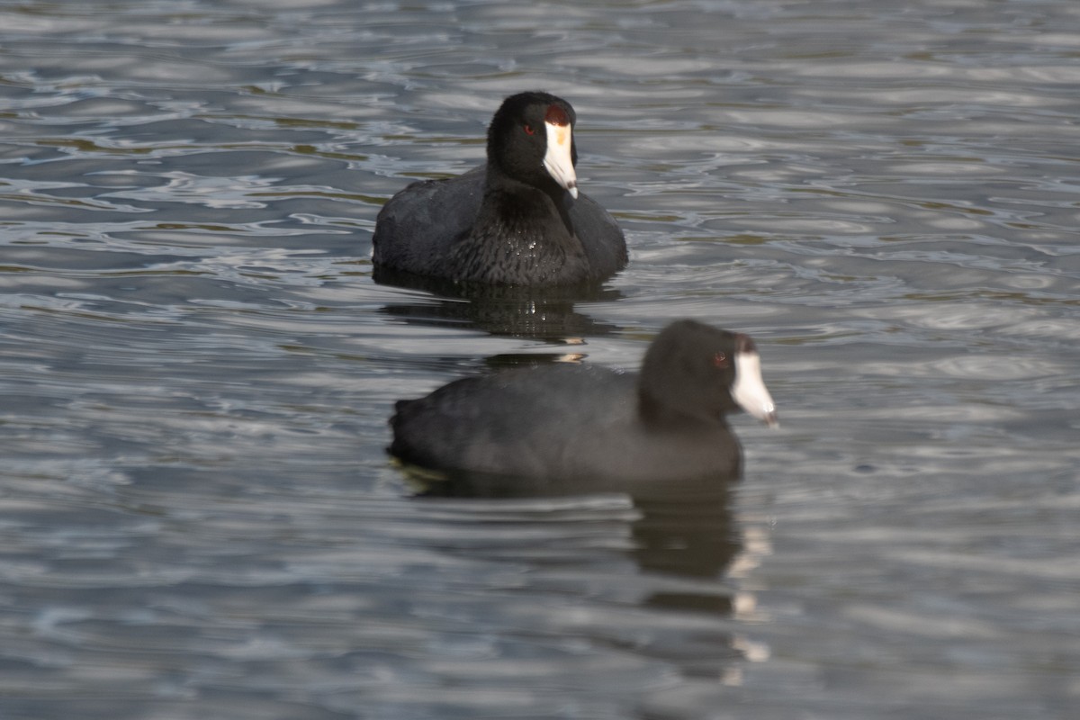 American Coot - ML645481022