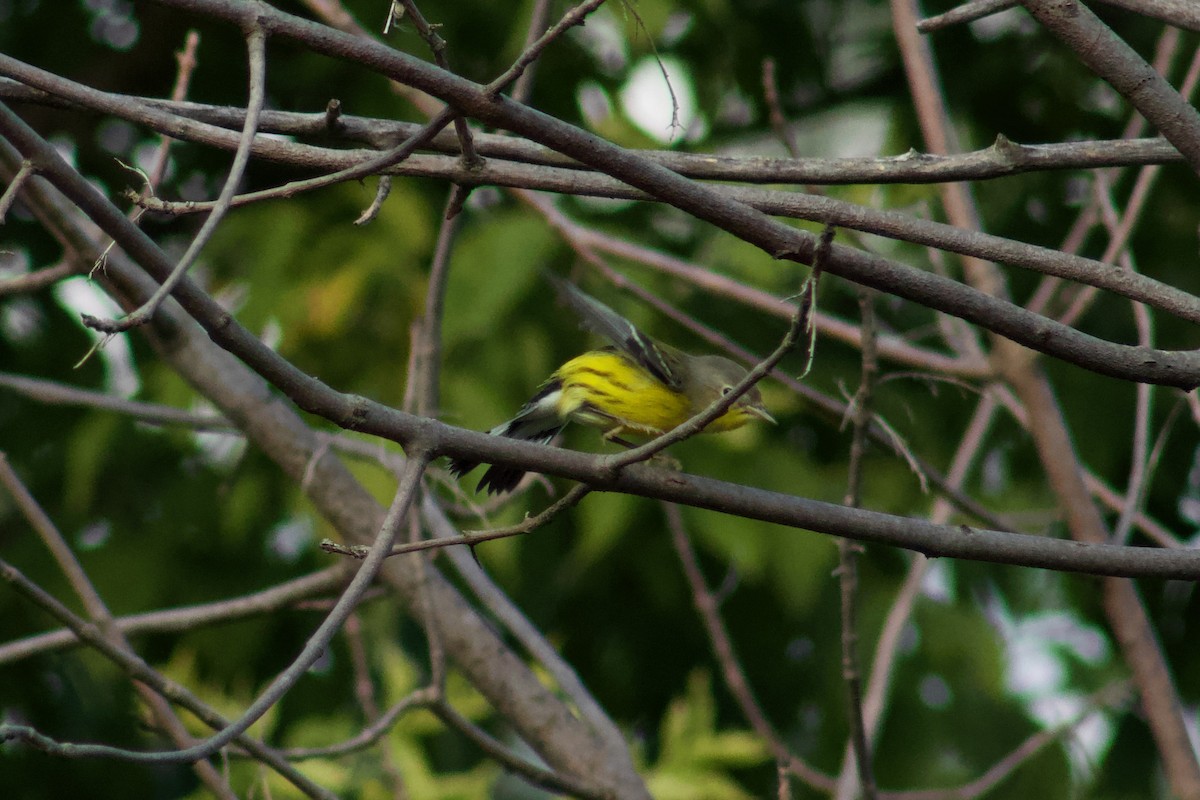 Magnolia Warbler - ML645481028