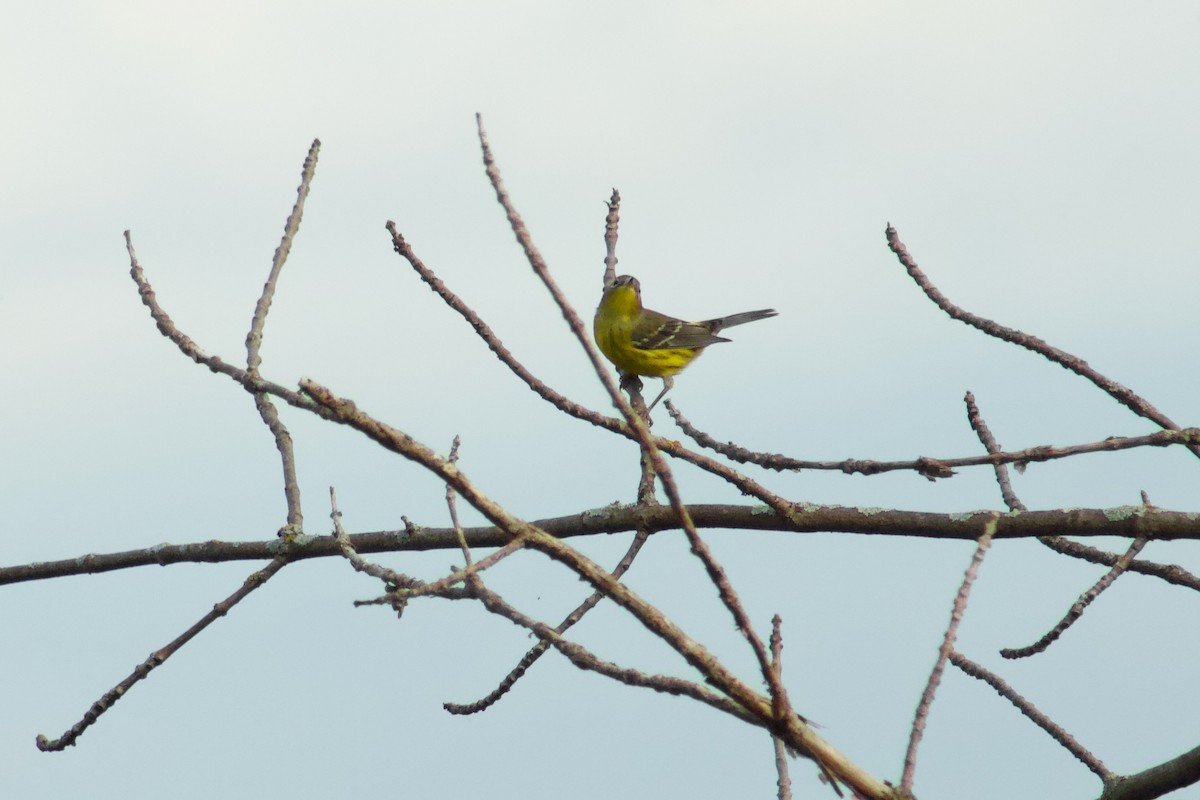 Magnolia Warbler - ML645481029