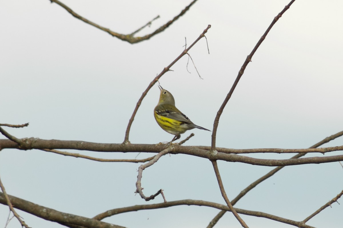 Magnolia Warbler - ML645481030