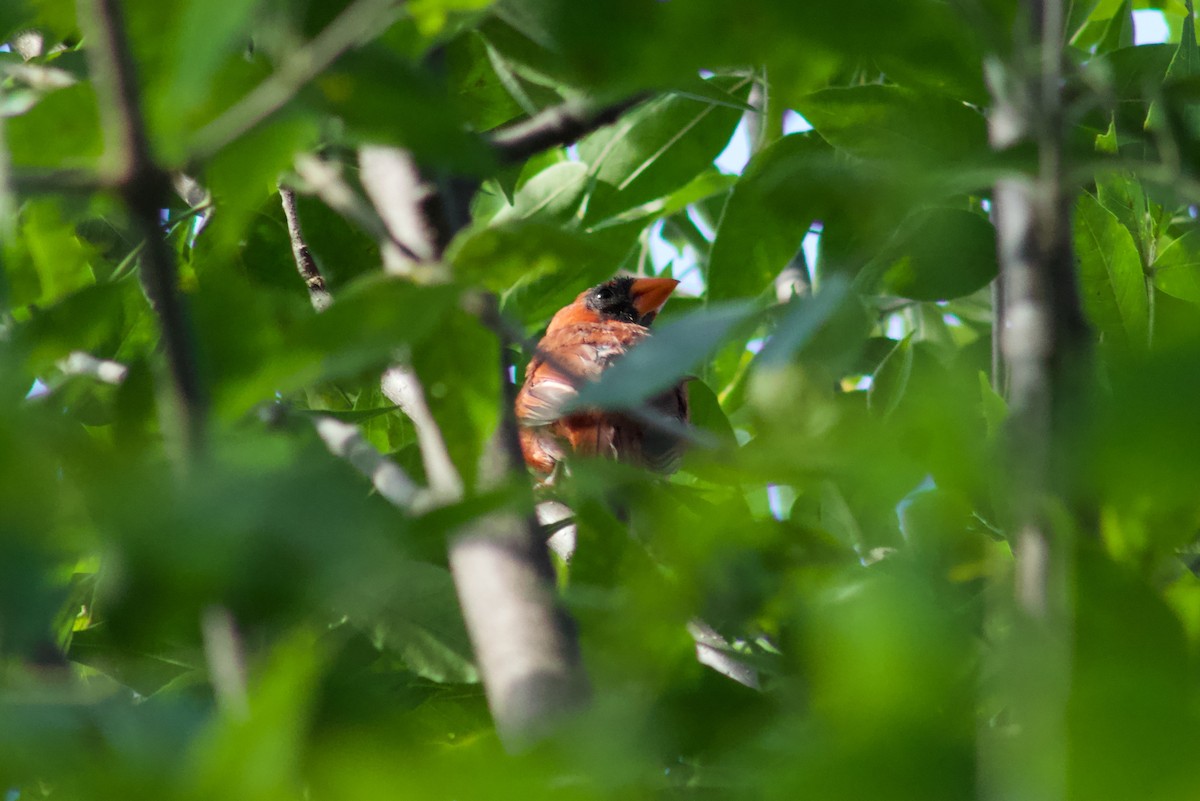 Northern Cardinal - ML645481032