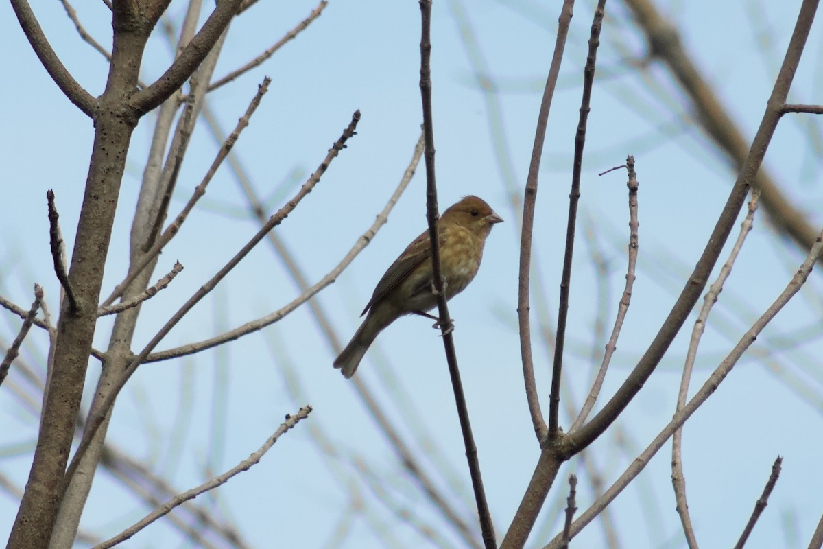 indigospurv - ML645481042