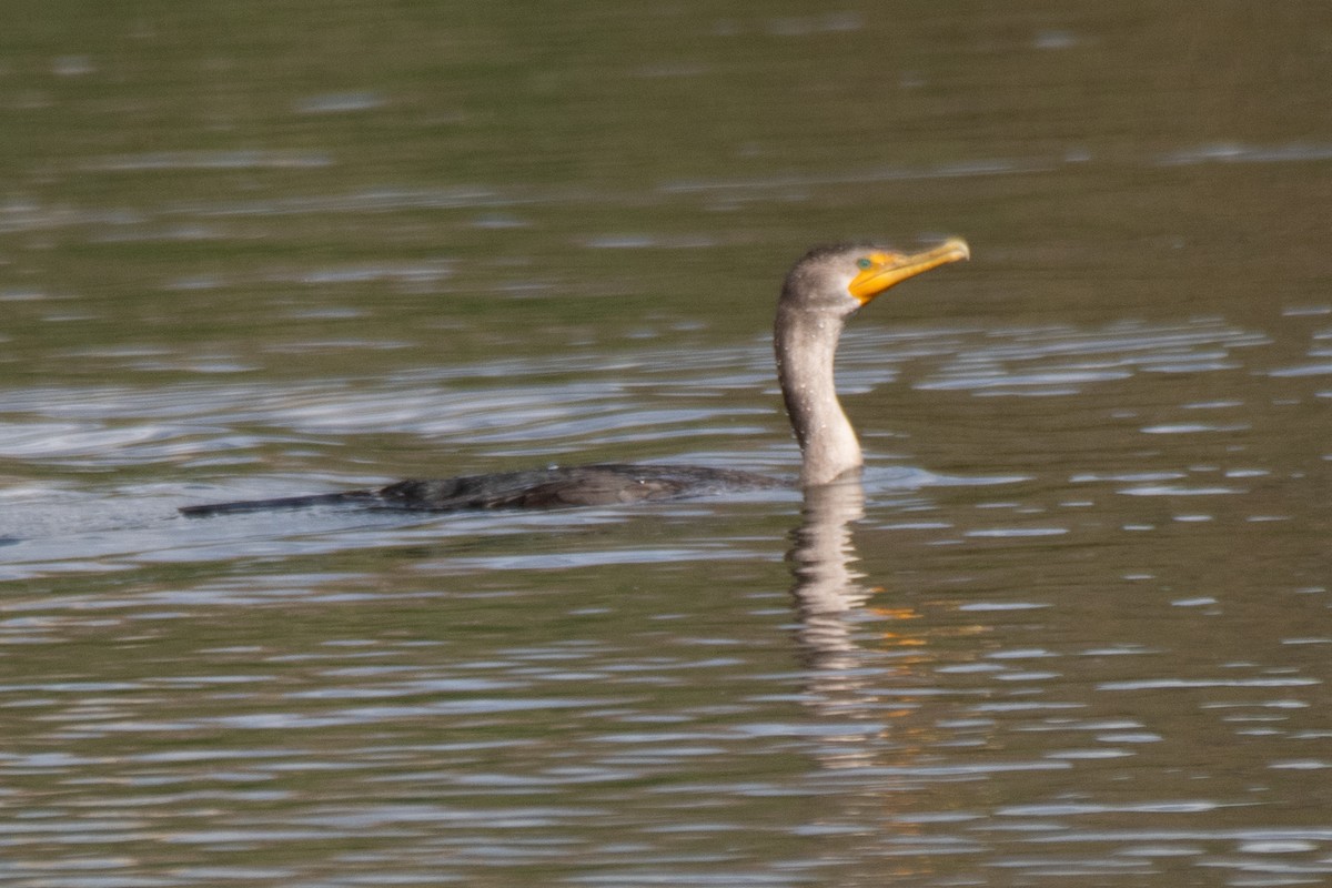 Cormoran à aigrettes - ML645481046