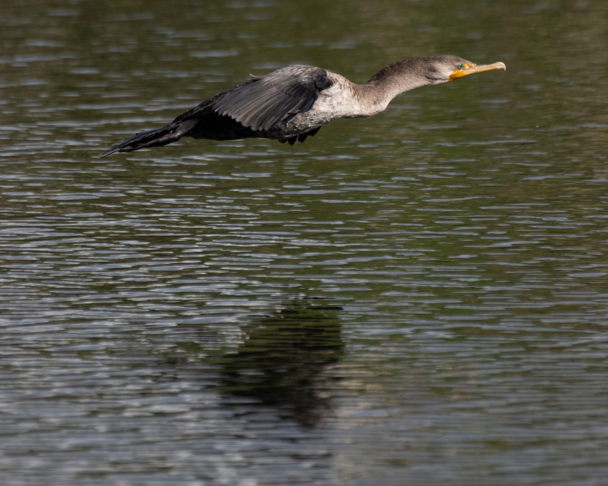 Cormoran à aigrettes - ML645481047
