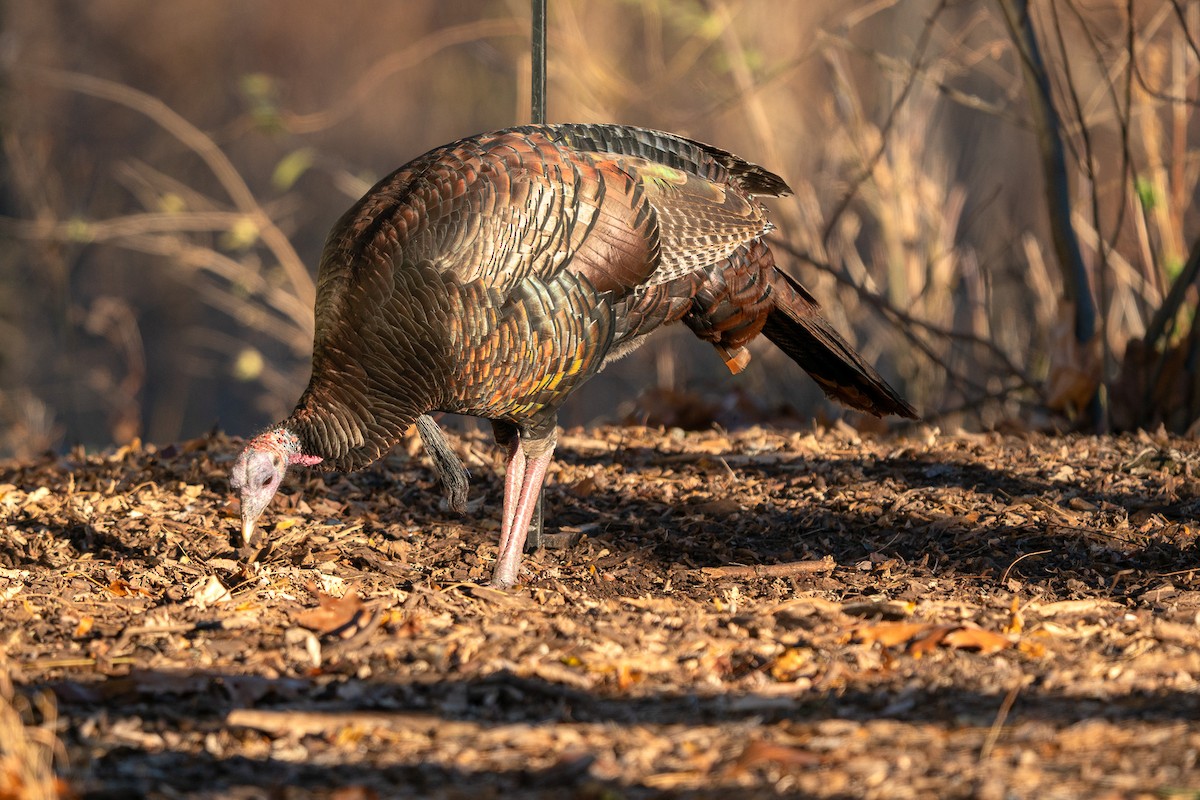 Wild Turkey - ML645481052