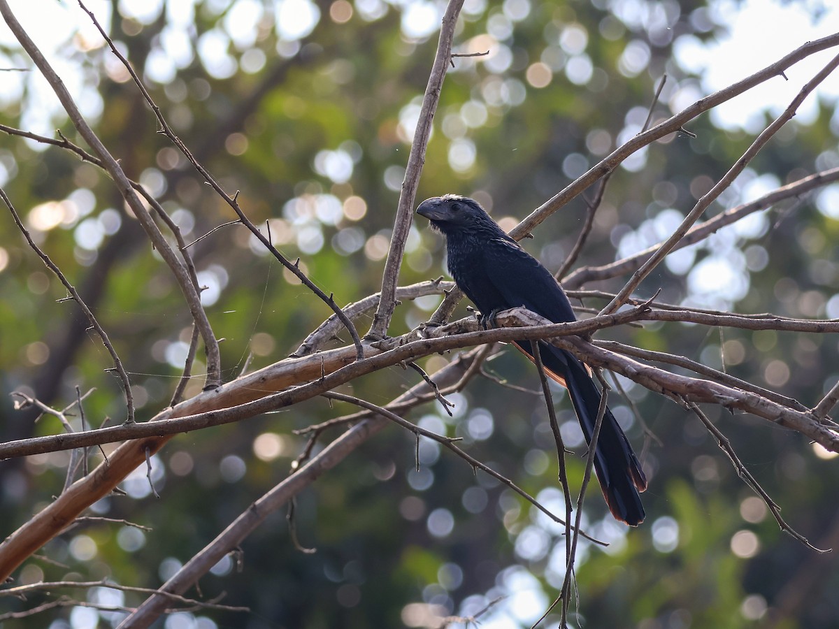 Groove-billed Ani - ML645481053