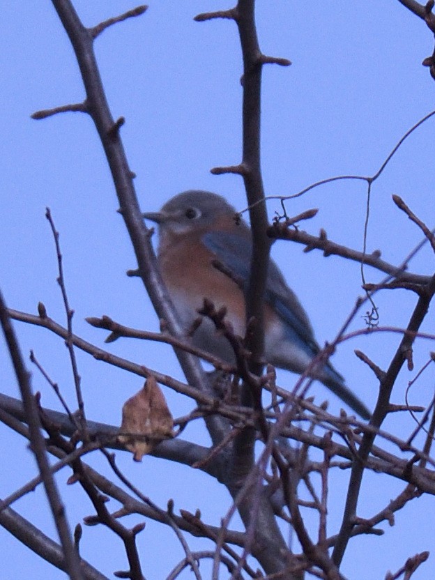 Eastern Bluebird - ML645481063