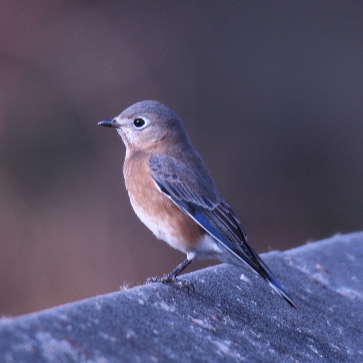 Eastern Bluebird - ML645481064