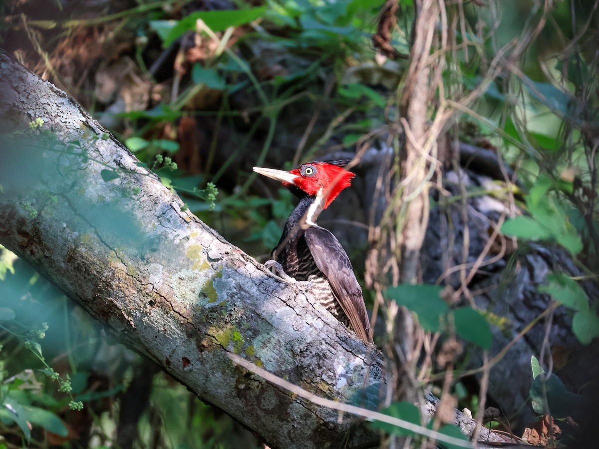 Pale-billed Woodpecker - ML645481065