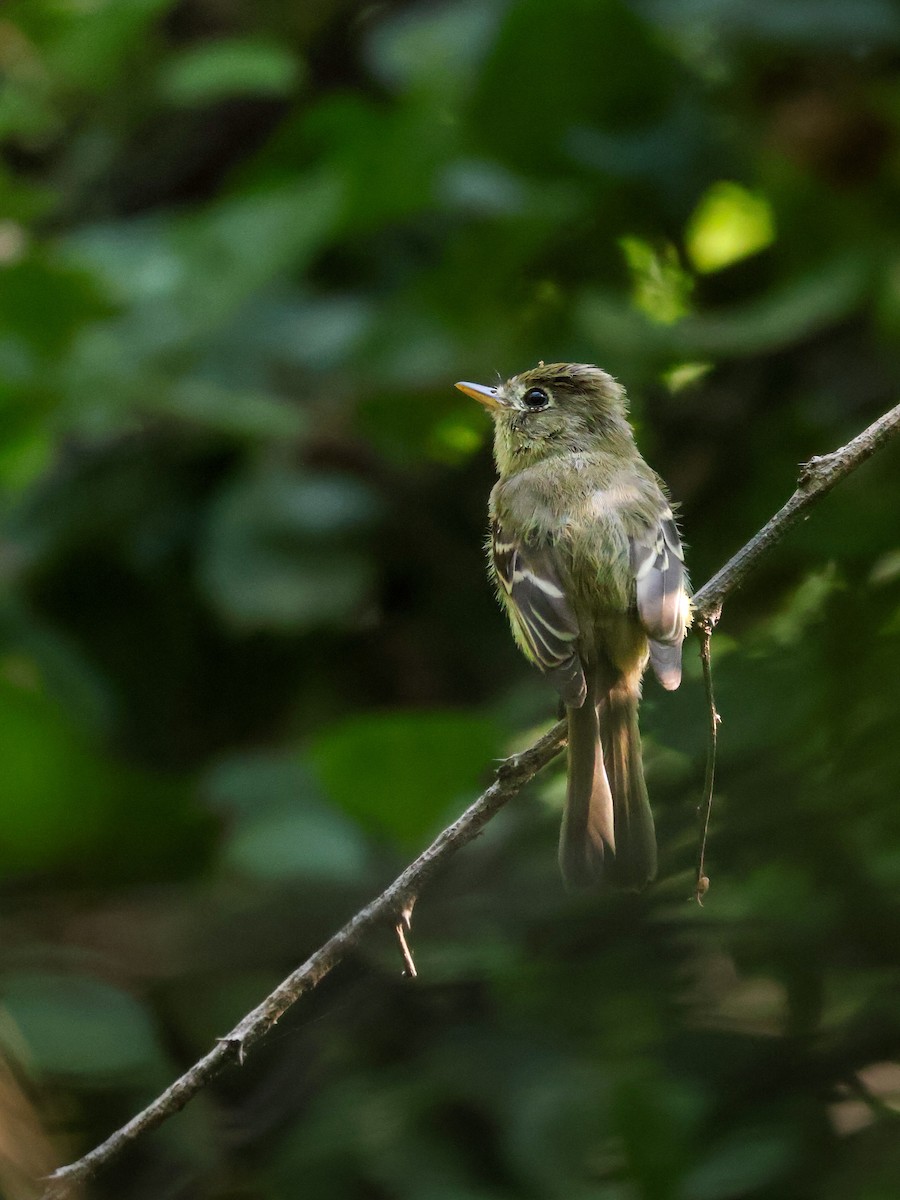 Western Flycatcher - ML645481068