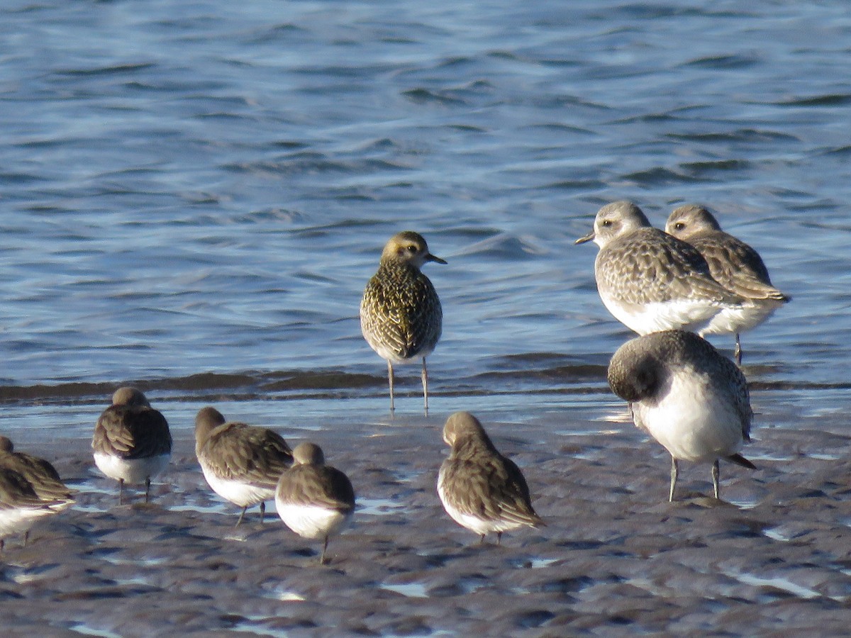 Pacific Golden-Plover - ML645481070