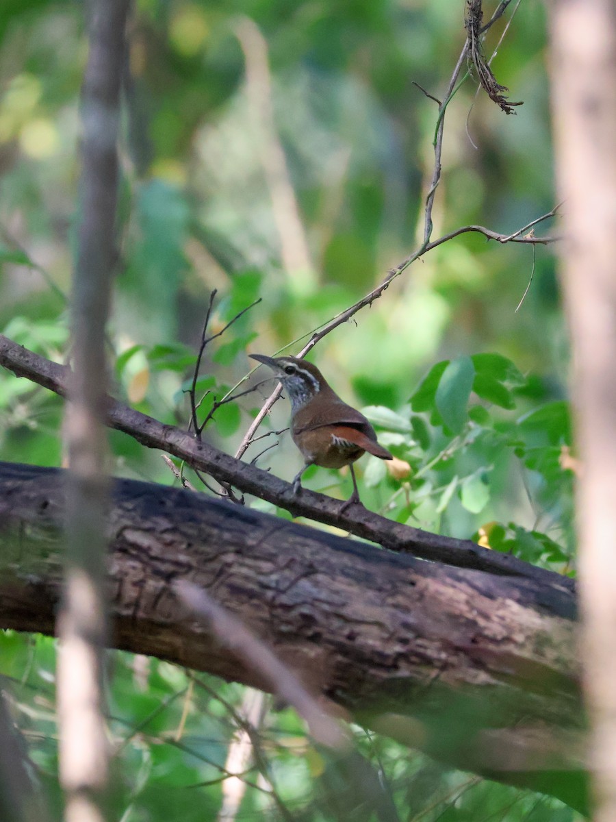 Sinaloa Wren - ML645481073
