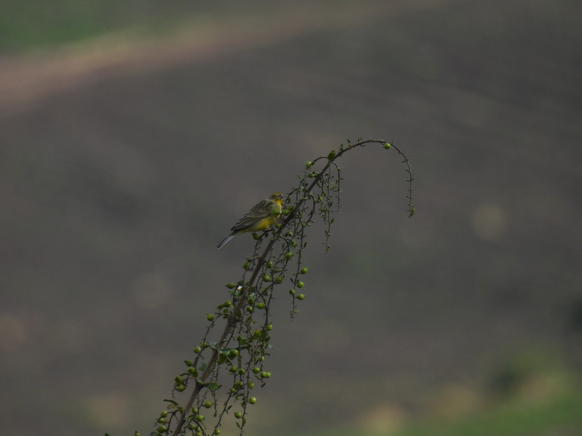 Короткоклювый зерноед - ML645481074