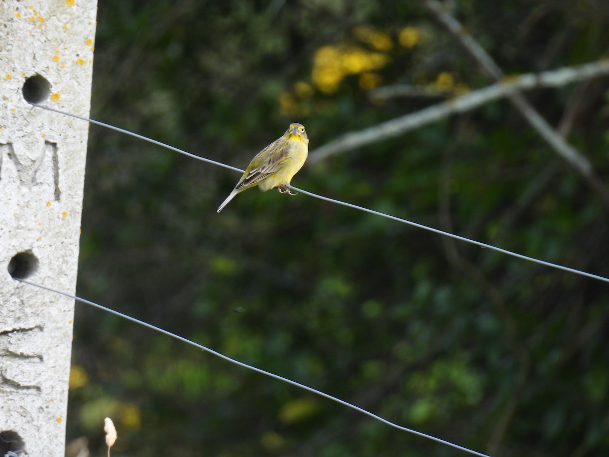 Короткоклювый зерноед - ML645481075