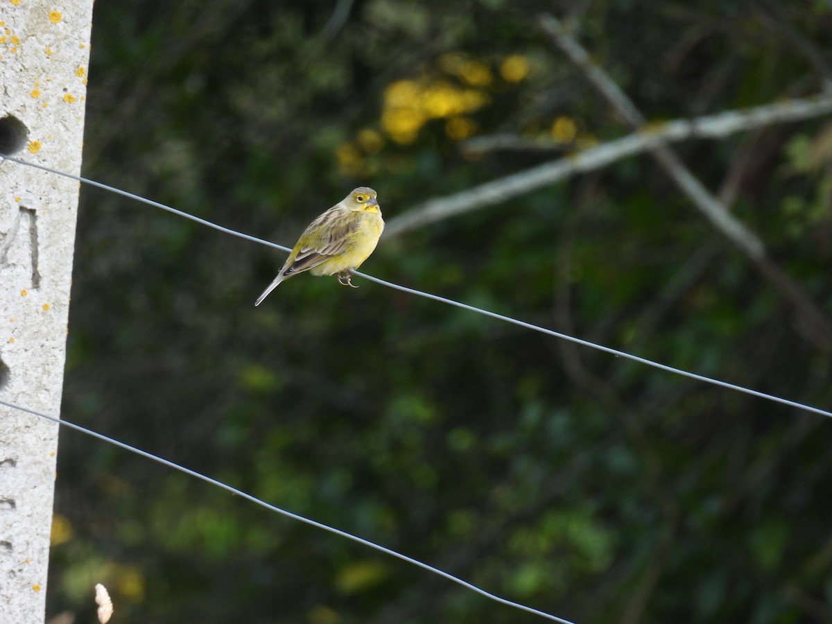 Короткоклювый зерноед - ML645481076